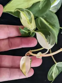 Philodendron Cream Splash plante 