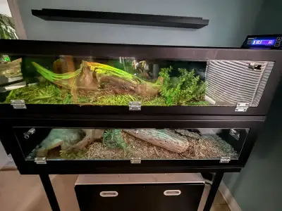 Ball Pythons w/ Custom  PVC Enclosures & Thermostat – Full Setup, View more