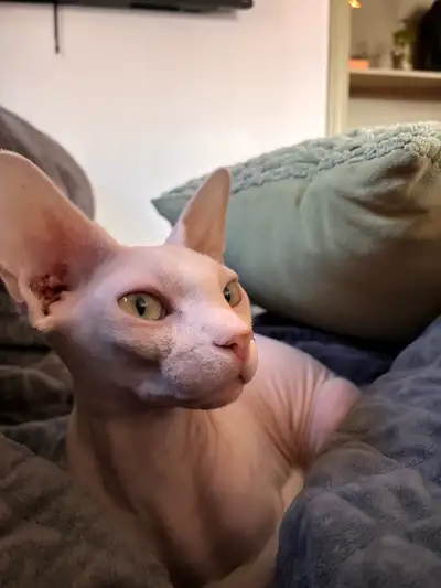 Chat Sphynx à vendre – 1 an, vacciné et opéré, View more
