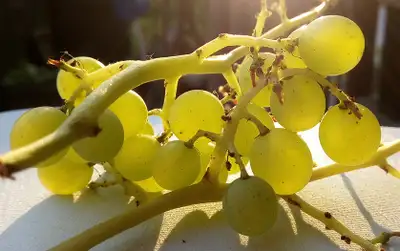 Young grape trees - Niagara White 2 years old, View more
