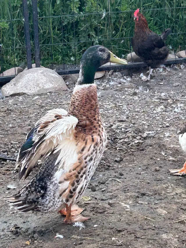 Drake ducks  in Livestock in Red Deer - Image 4