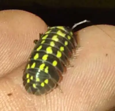 Isopods for sale , View more