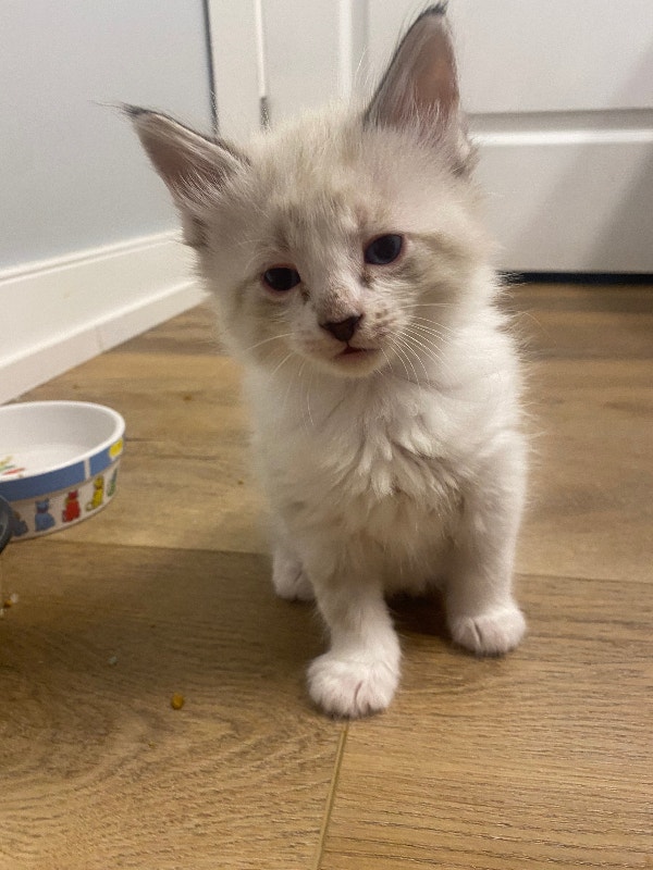 Ragdoll babies Special price Cats & Kittens for Rehoming Calgary