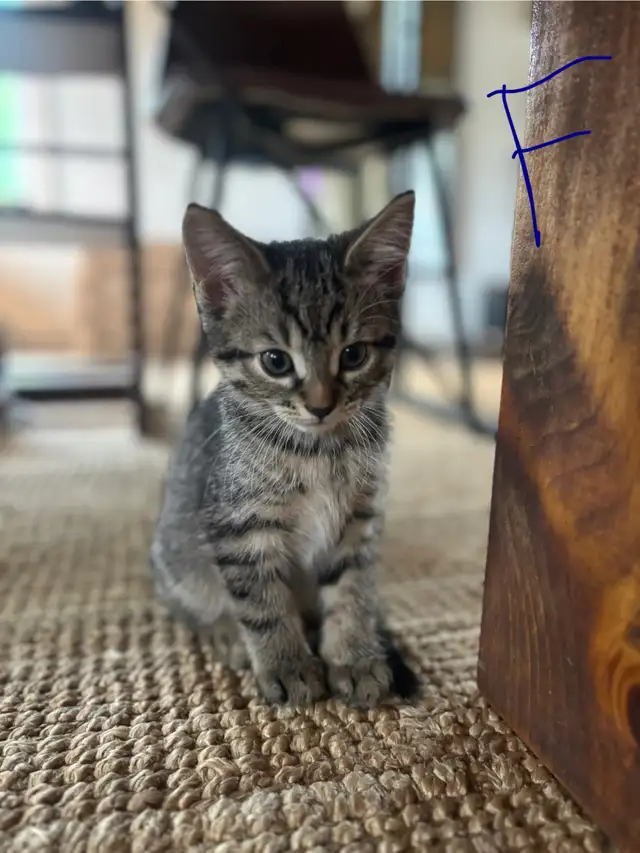 Chatons cherchent familles in Cats & Kittens for Rehoming in Trois-Rivières - Image 6