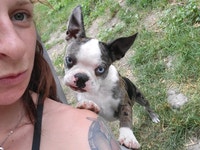 ONE PUPPY LEFT Boston Terrier x French Bulldog  