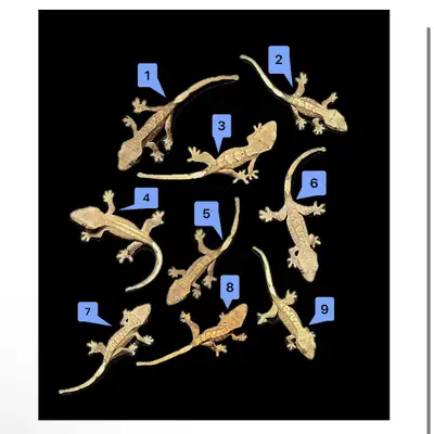Crested Gecko Baby Hatchlings , View more