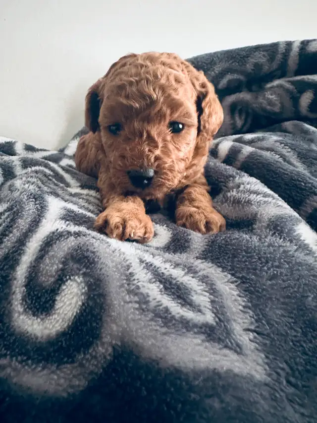 Toy x mini poodles in Dogs & Puppies for Rehoming in City of Toronto - Image 6