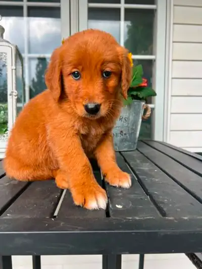 Purebred Golden/Red Retriever puppies, View more
