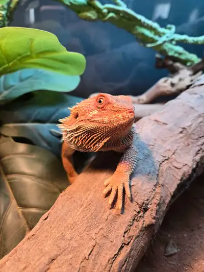 Two bearded dragons , View more
