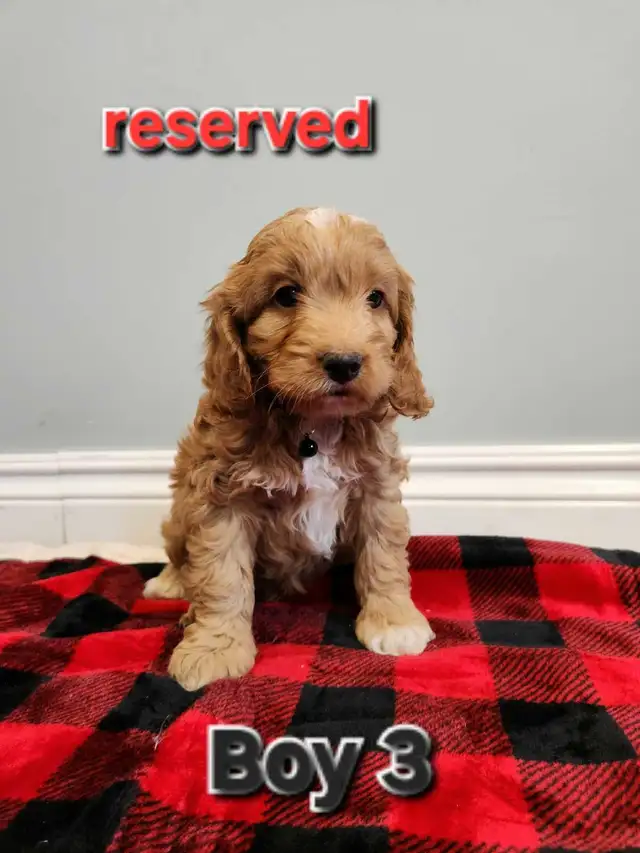 Mini Cockapoo puppies ‼ in Dogs & Puppies for Rehoming in Stratford - Image 6