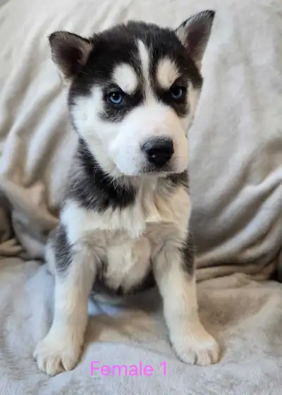 Female Siberian Husky Puppies, View more