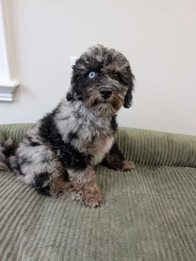 toy poodle puppies in Dogs & Puppies for Rehoming in Markham / York Region - Image 6