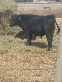 Jersey/Canadianne yearling bull