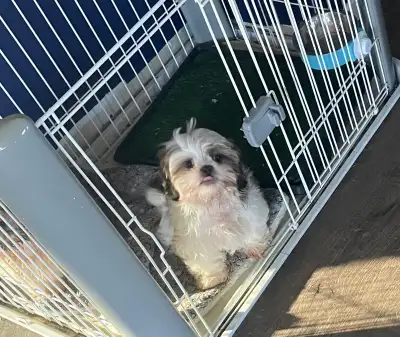 Purebred Shih Tzu puppies- FIRST AND SECOND SHOTS, View more