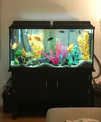 75 Gallon Aquarium with Stand 