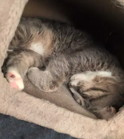 cat for sell, View more