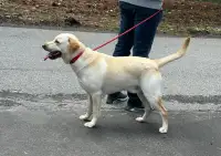 Handsome Young Labrador Male Seeking Loving Home!