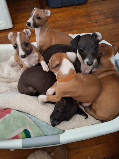 ITALIAN GREYHOUND PUPPIES - HEALTH GUARANTEED, View more