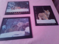 3 Wolf Pictures