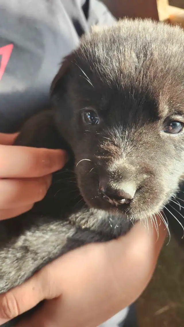 german sheppard/ rottie mix in Dogs & Puppies for Rehoming in Markham / York Region - Image 2