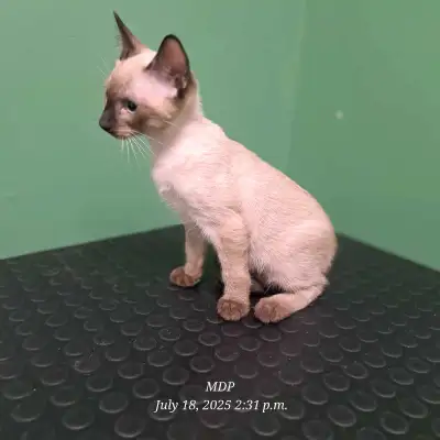 siamese kittens, View more