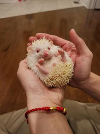 Hedgehog girl albino with cage + wheel + bedding and food