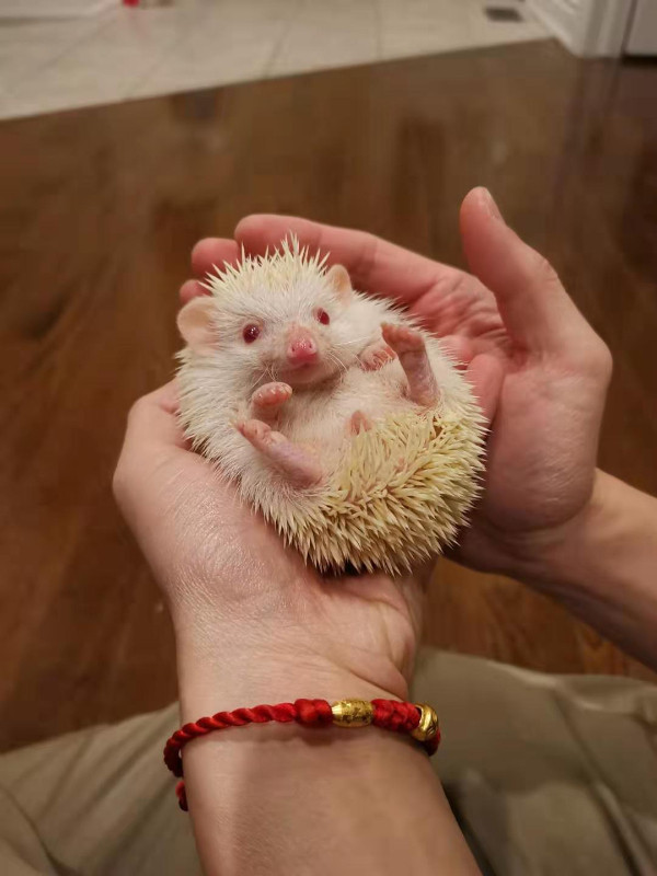Hedgehog girl albino with cage + wheel + bedding and food in Other Pets for Rehoming in Markham / York Region