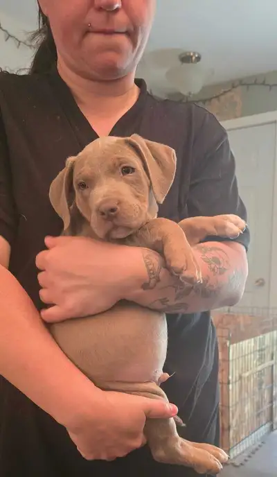 Med size athletic build pups 2 boys left Dad is lilac tri color Mom is fawn (blue undertone) 1 lilac...