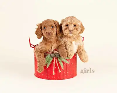 A beautiful litter of MINI COCKAPOO puppies wiggled into the world on September 17, 2025. There are...