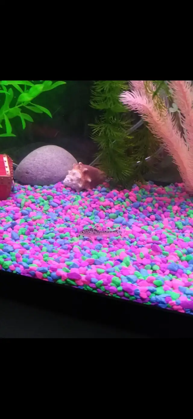 FISH TANK 20 GALLON (+EVERYTHING) in Fish for Rehoming in Mississauga / Peel Region - Image 6