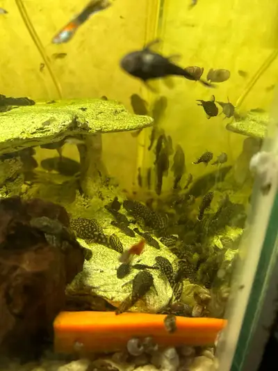 Bristlenose pleco’s, View more