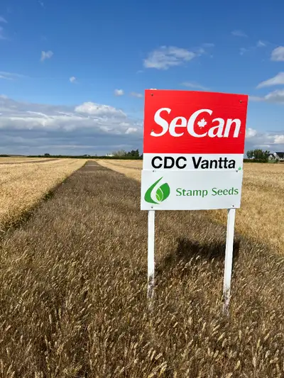 CDC Vantta Durum Seed - Certified, View more