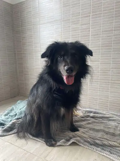 Caya recherche une famille - Caya is looking for a home, View more