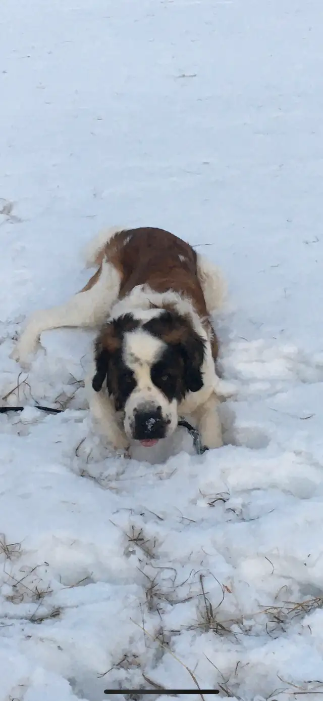 Saint Bernard Puppies- Ready to go in Dogs & Puppies for Rehoming in Edmonton - Image 6