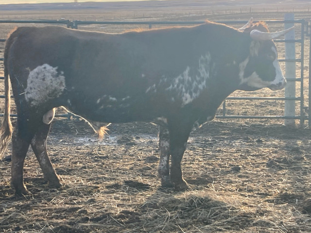 Longhorn Bull in Livestock in Moose Jaw - Image 2