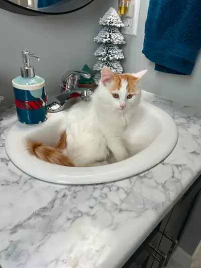 Free to a Loving Home – Adorable Male Kitten (St-Pierre-Jolys) We’re looking to rehome our sweet med...