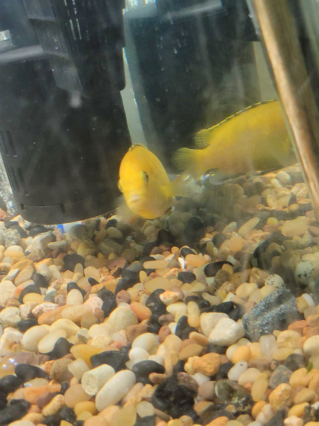 Mbuna cichlid trade in Fish for Rehoming in Winnipeg - Image 3