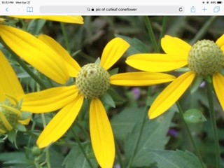 Perennial CUT LEAF CONEFLOWER-A Fuss Free Pollinator Magnet in Plants, Fertilizer & Soil in City of Toronto
