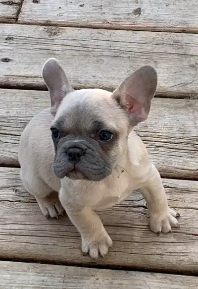 FRENCHTON PUPPIES - are you looking for your next best Friend?, View more