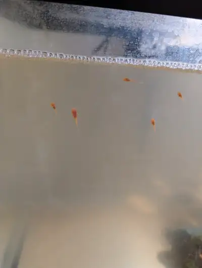 Mother is an albino and father a regular bristle nose. I have some that are about a month old and so...