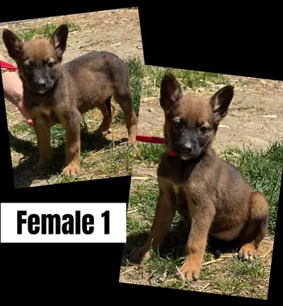 German Shepherd Malinois puppies, View more