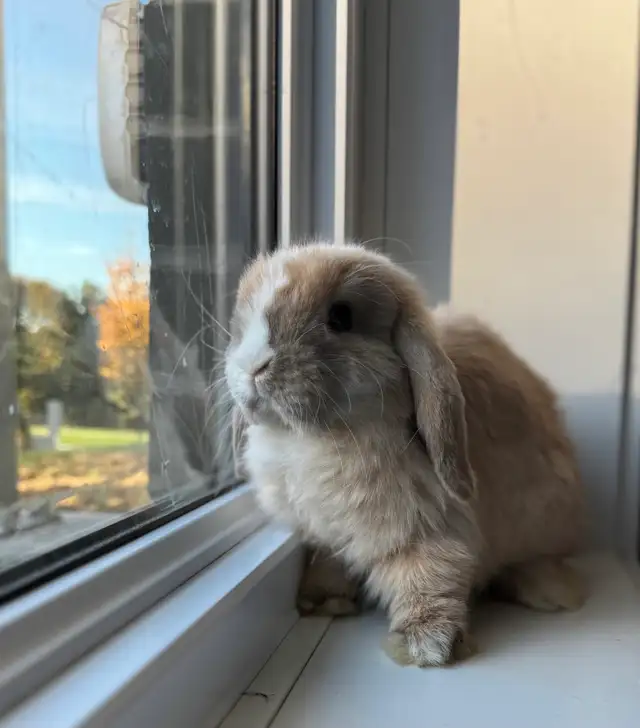 Blue eyed, purebred, holland lop bunny | Small Animals for Rehoming ...