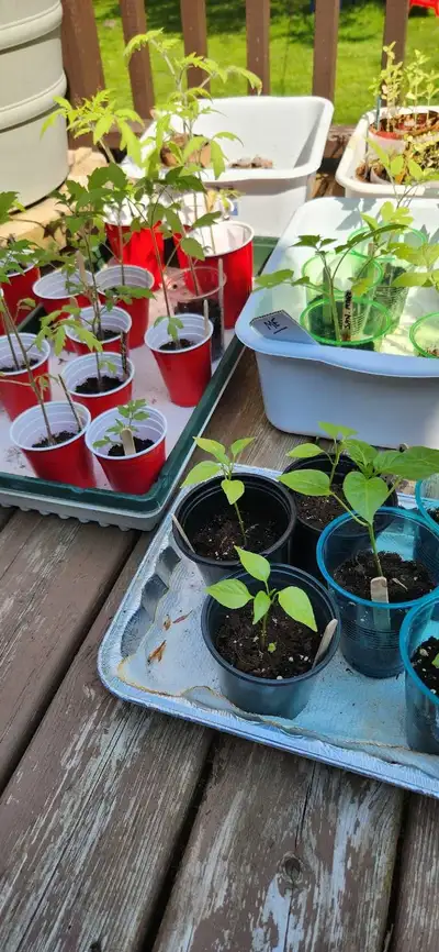 tomato/pepper/Loofah seedlings, View more