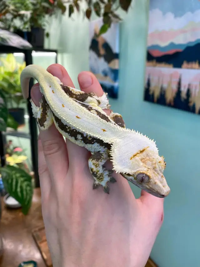 Gecko à Crête male reproducteur lilly white in Reptiles & Amphibians for Rehoming in City of Montréal - Image 7