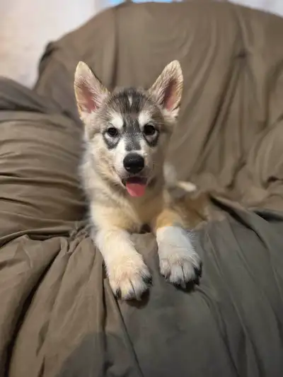 Husky Puppies For Sale, View more