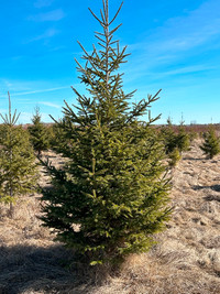 6-9 Foot Tall White Spruce Trees - Supply For As Low As $195!