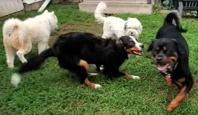 Dog Boarding Professional Reasonable Prices With 5 Stars in Animal & Pet Services in Calgary - Image 5