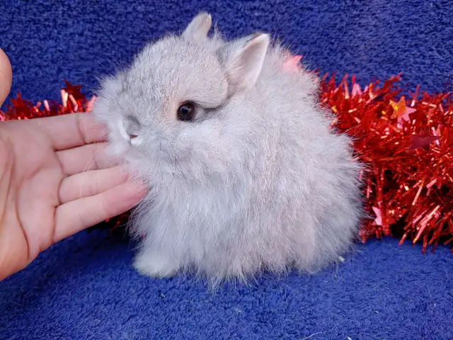 EXTRAORDINARY NETHERLAND DWARF/ JERSEY WOOLY/ LIONHEAD BUNNIES in Small Animals for Rehoming in Kingston - Image 4