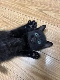 Adorable black kitten 
