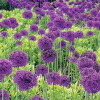 FREE Allium (ornamental onion) bulbs - Yonge and 401